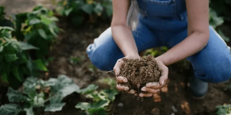 Illustrative image of Organic soil management in Rockhampton